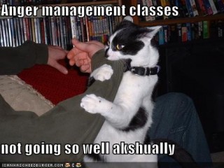 Online News Icon The Best 10 Funny Cat Photos With Captions