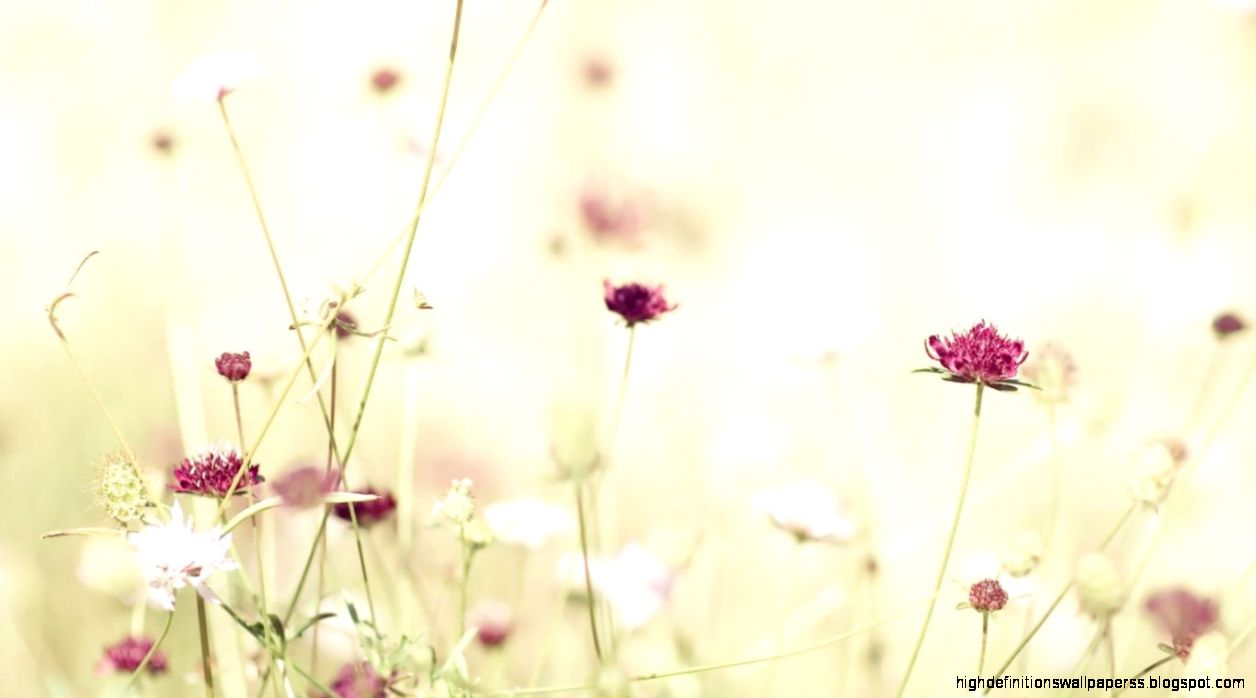 Jardines para mi casa on Pinterest Trellis Gardens and Yellow Roses Jardines para mi casa on Pinterest Trellis Gardens and Yellow Roses