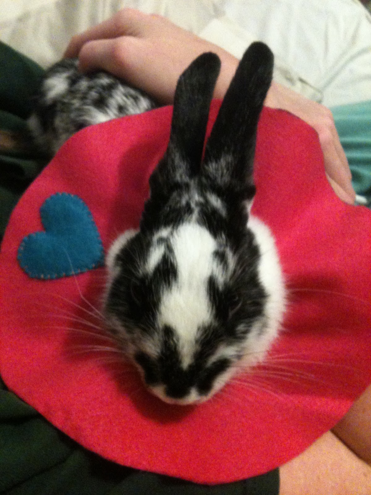 Maresy Dotes My rabbit is more popular than I am.