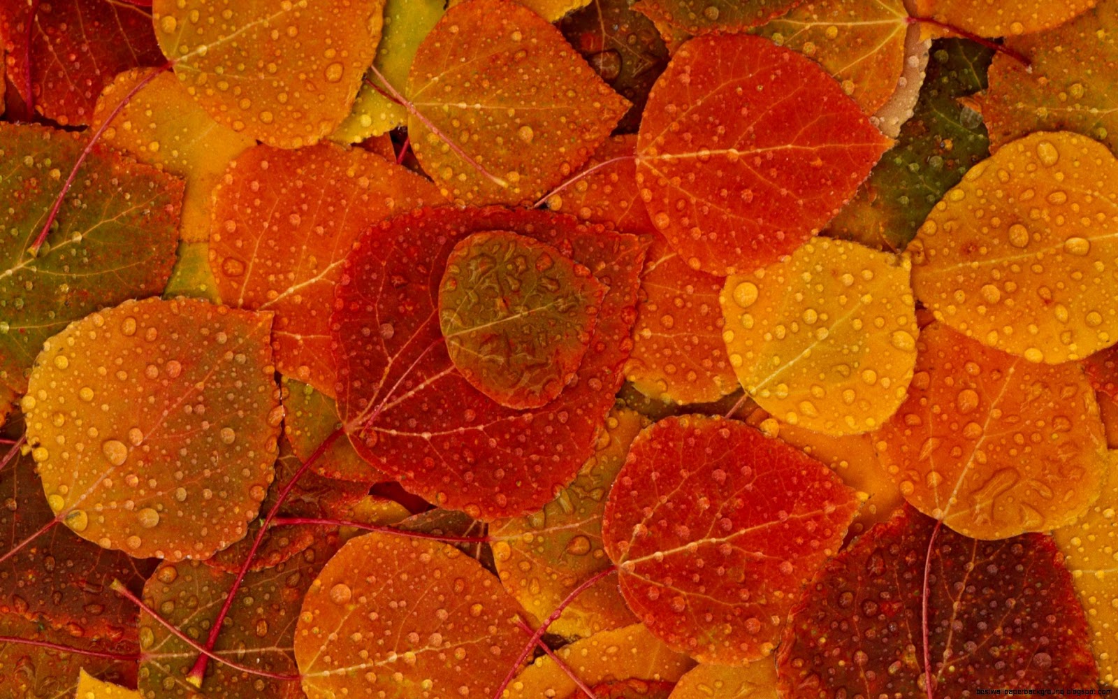 Fall Leaves Free Desktop Wallpaper Fall Leaves Free Desktop Wallpaper