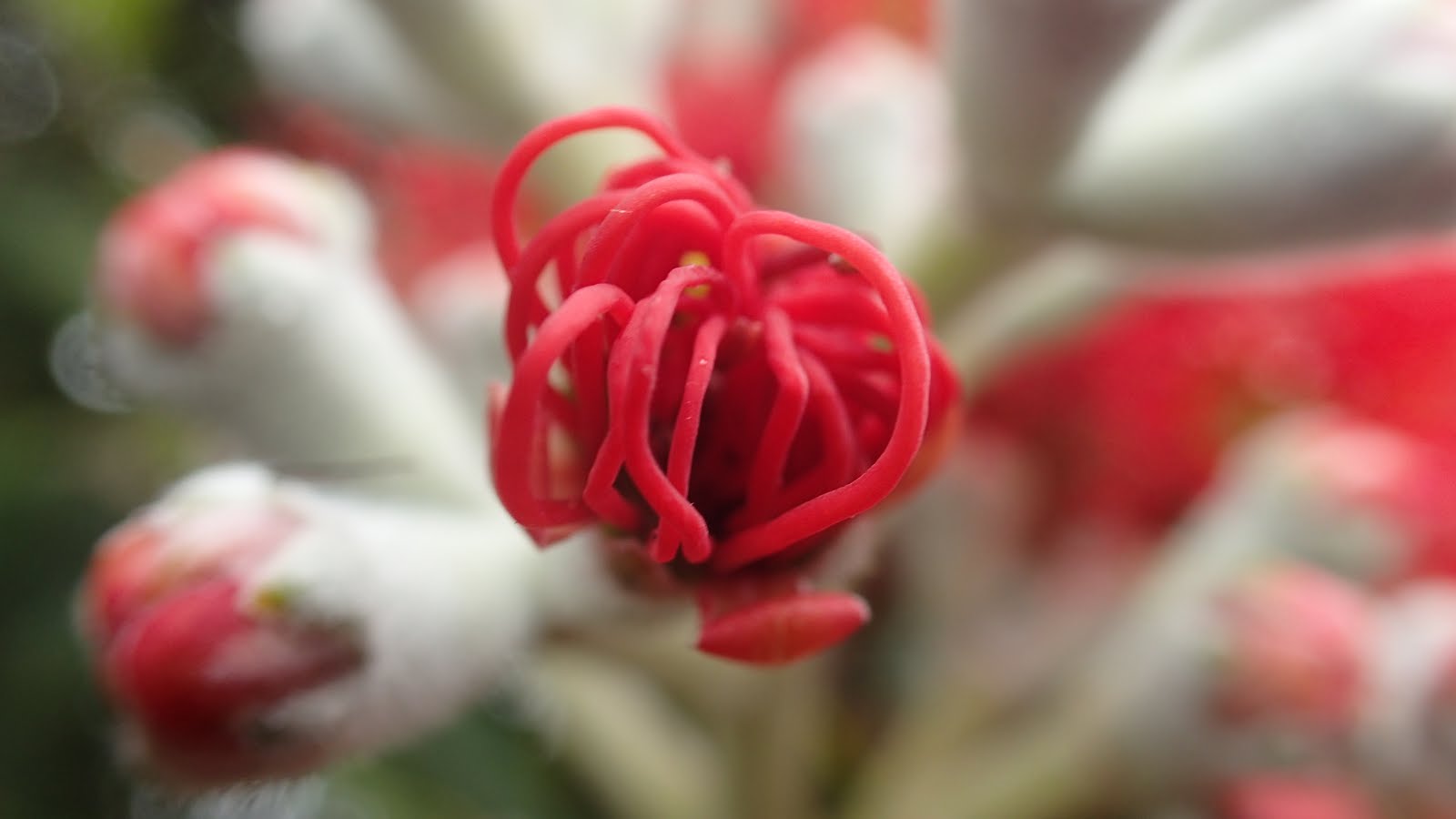 Pohutakawa flower about to unfurl