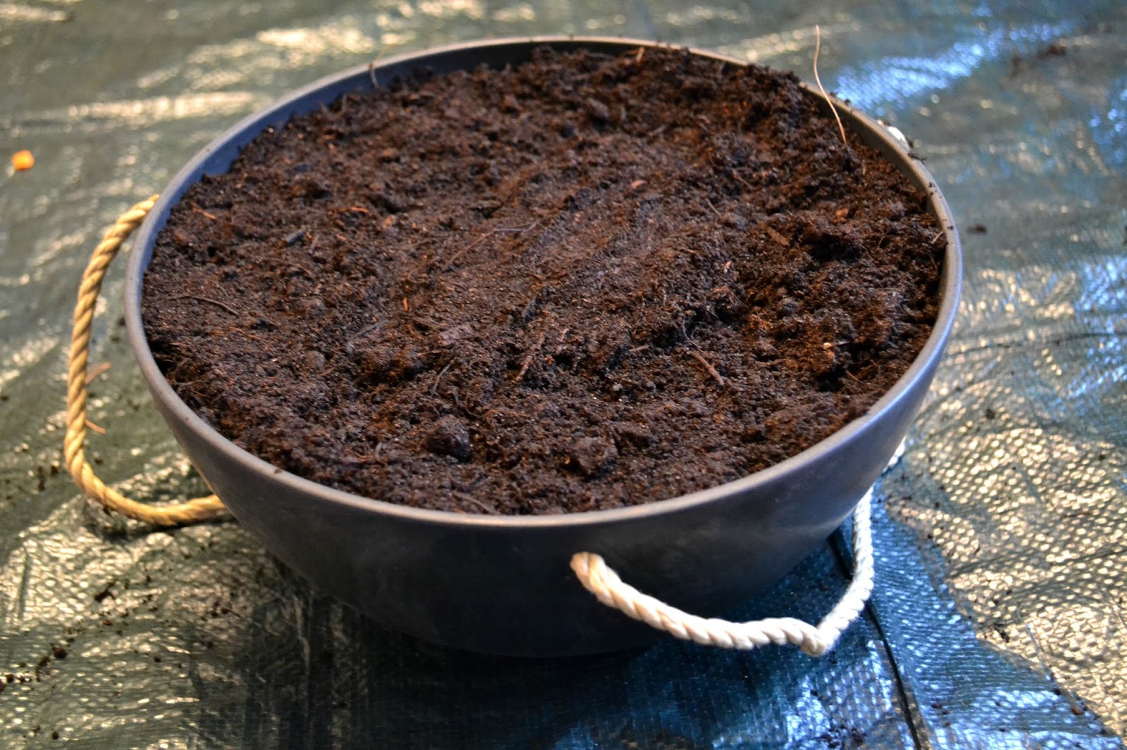 How to plant a hanging basket Rock and Roll Pussycat