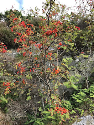 Rotraut Susanne Berner