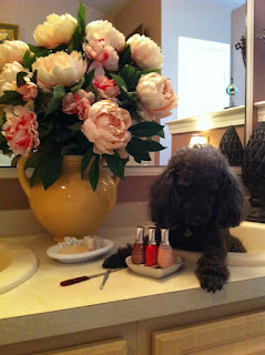 Dog Days of Summer - Stein Your Florist Co. Dog Days of Summer - Stein Your Florist Co.