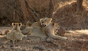 Majestic Pride spotted at 1800 hrs on Friday(18-5-2012) on "JEEP ROUTE -4" : Photo Sudhir.Bhakta.