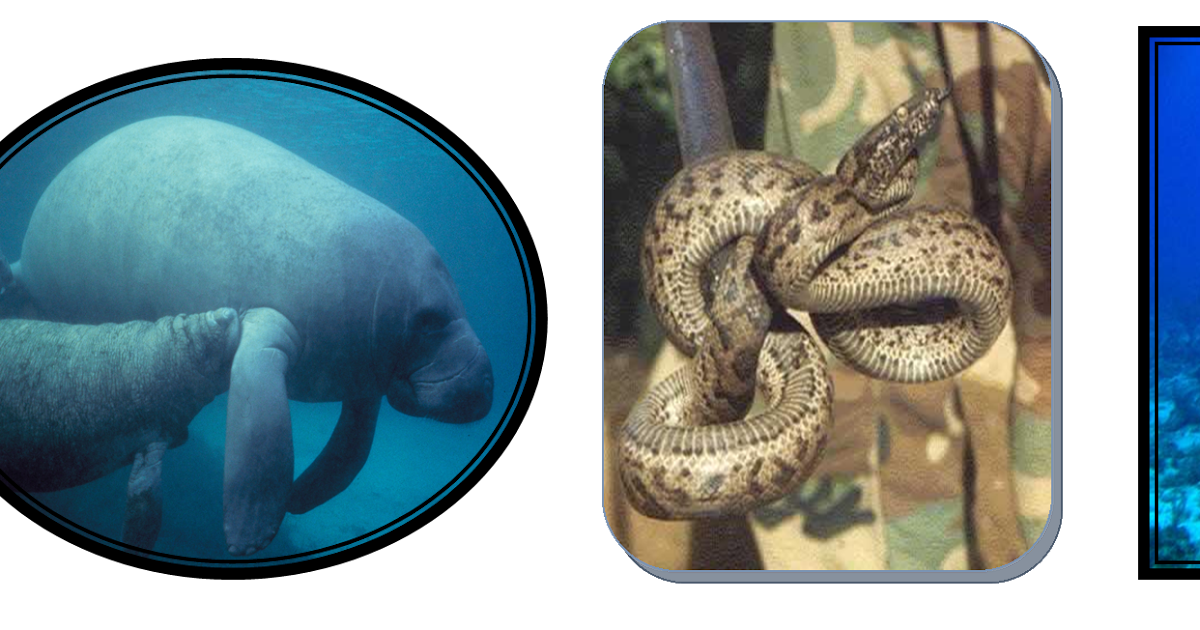 EL MUNDO DE PUERTO RICO FAUNA