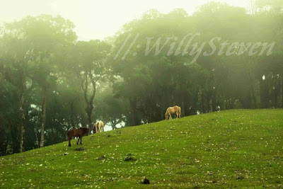 32. Timor (NTT) : Fatu'ulan; beautiful misty forest
