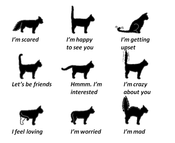 Bodhi's Mews Your Cat's Tail Movements