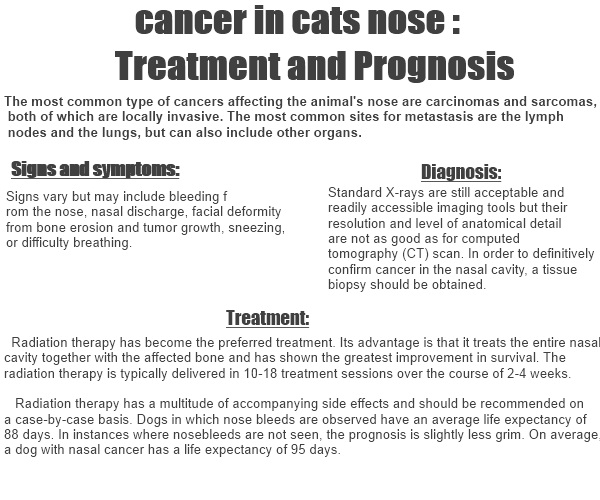 cancer in cats nose Treatment and Prognosis
