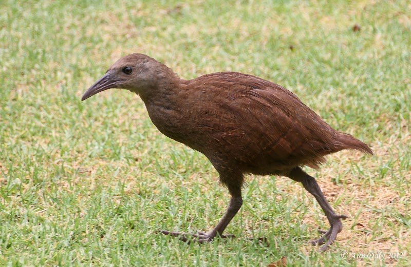 Sydney Meanderings Lord Howe Island Wood Hen