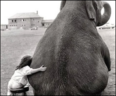 Elephant and child