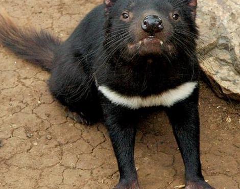 Animals Unique: Tasmanian Devil