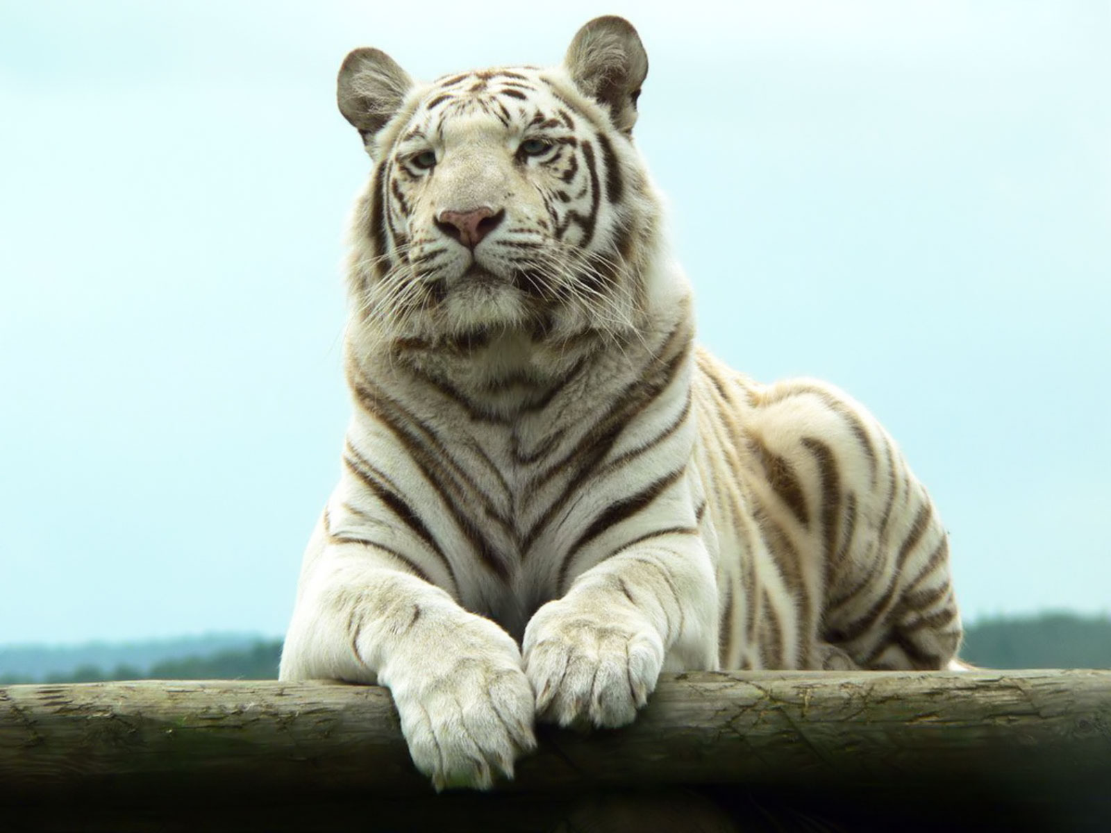 THE ANIMAL WILDLIFE: HARIMAU PUTIH ( WHITE TIGER )