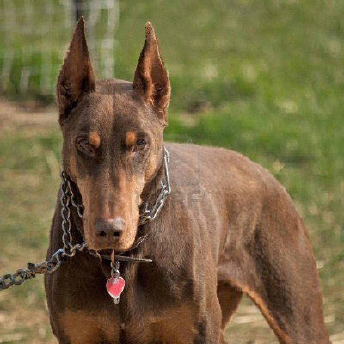 Dünyanın en zeki 10 köpeği sıralaması. Hayvanlar Alemi