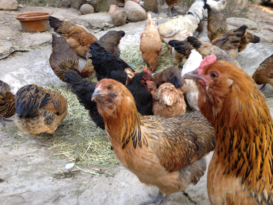 Seedyeggs Alfalfa, to Nourish and Entertain your Chickens