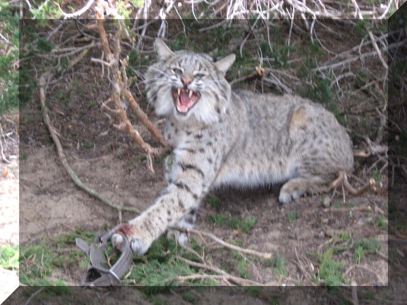 Wolves, Wolf Facts, Cougars, Cougar Facts, Coyotes, Coyote Facts