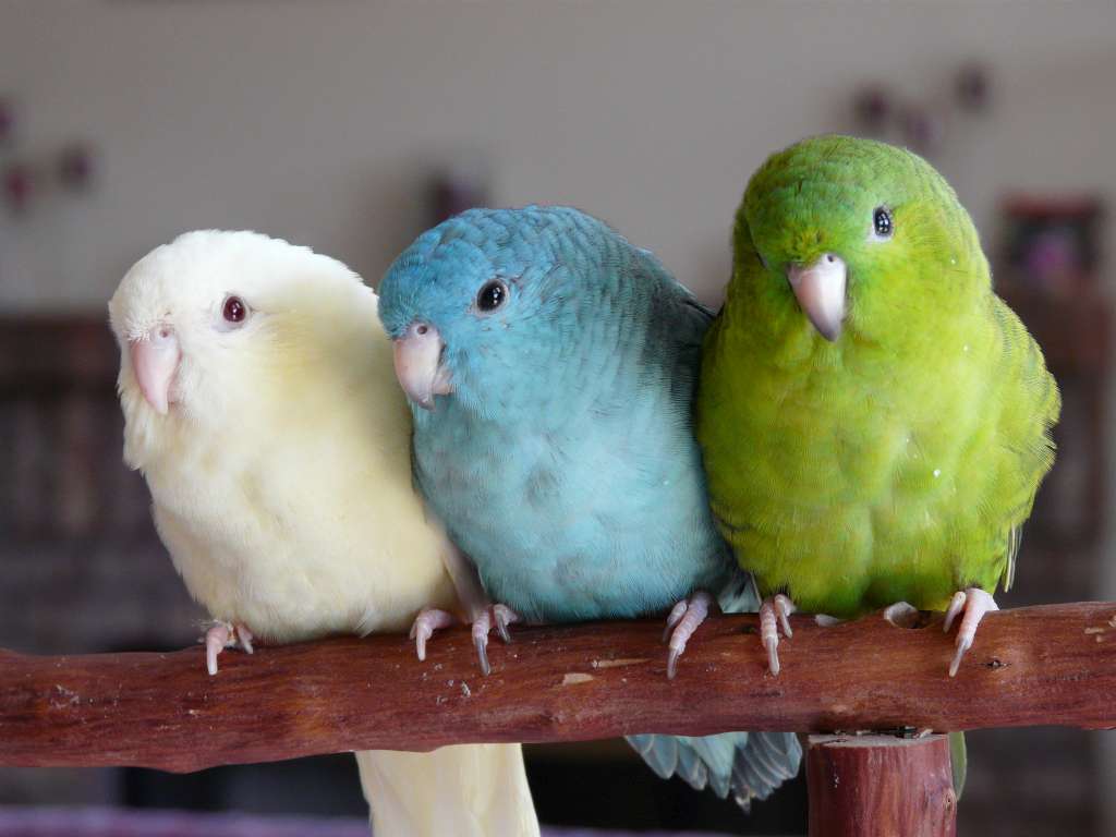 parrots world difference between budgies and parakeets