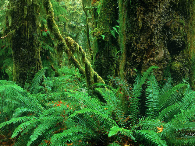 Paisajes de Selvas Tropicales Selva Tropical