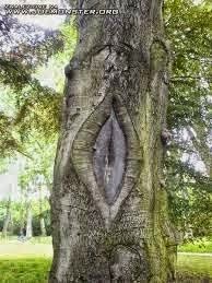 Plantas e flores obcenas Plantas e flores obcenas