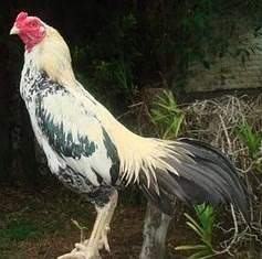 Peternakan Animal Husbandry Jenis Ayam Bangkok
