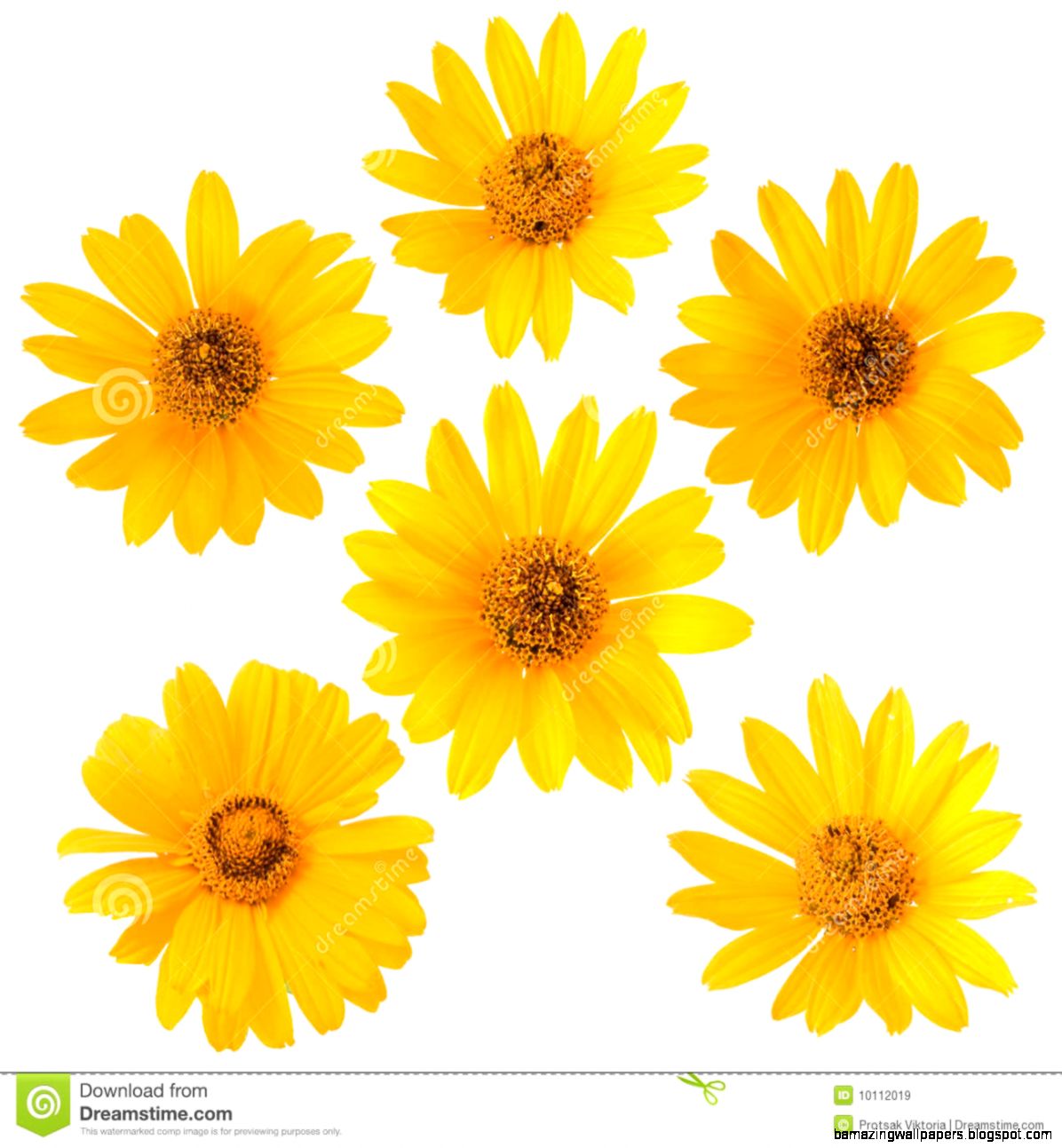 Yellow Flower On White Background Royalty Free Stock Images Yellow Flower On White Background Royalty Free Stock Images