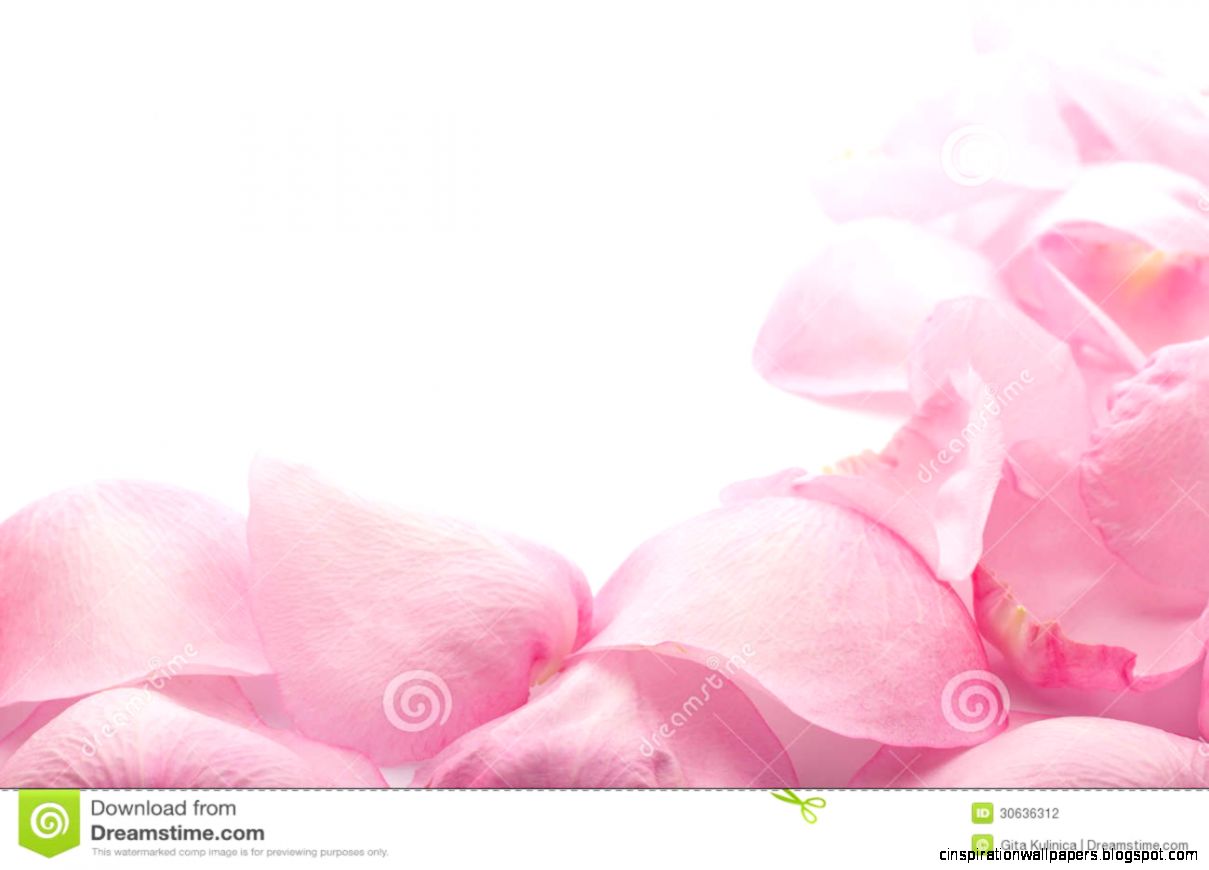 Transparent White Rose Petal Background Transparent White Rose Petal Background