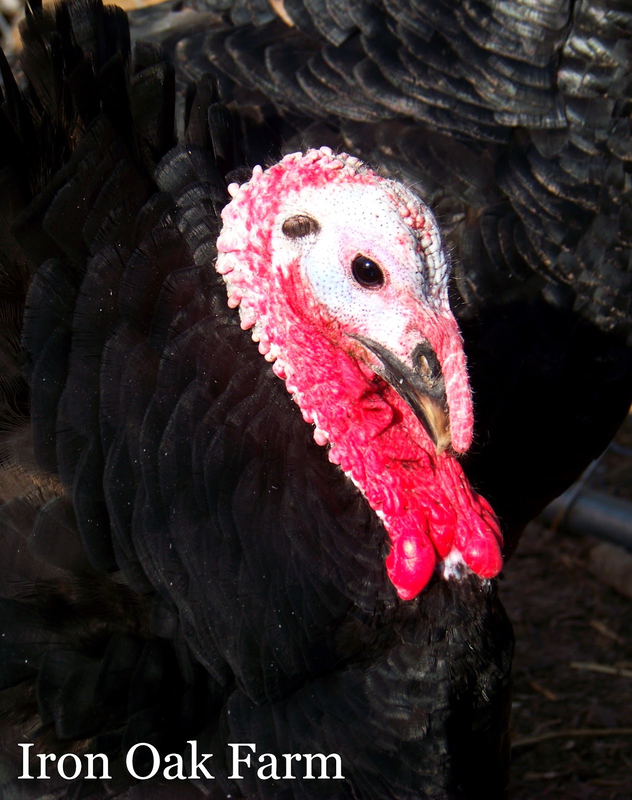 Turkey Breeds Community Chickens