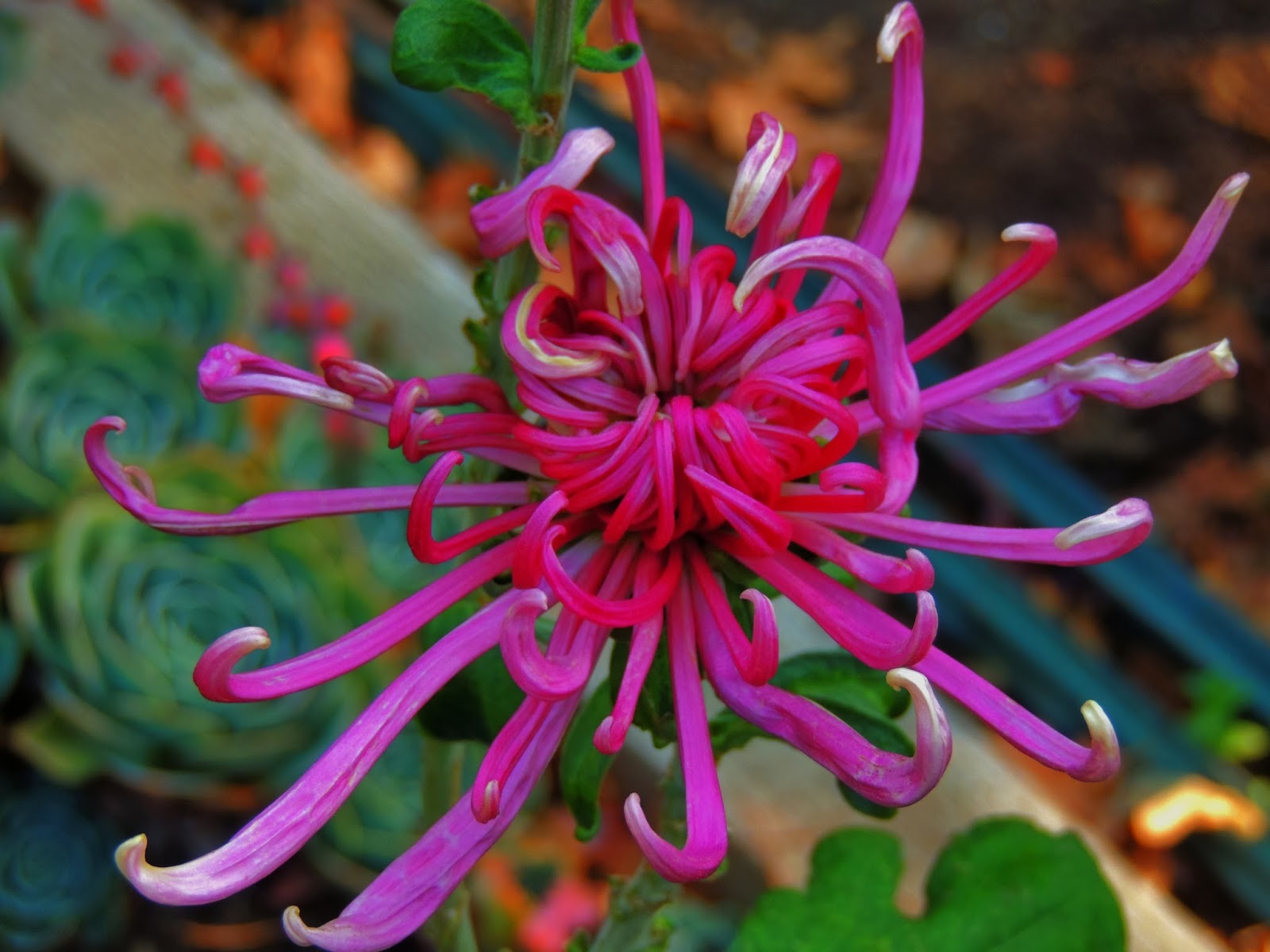 Princess Haiku a season of chrysanthemums, said Princess Haiku