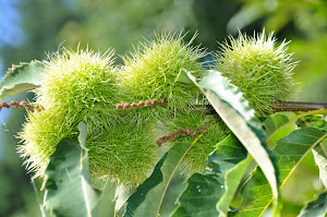 Chestnuts