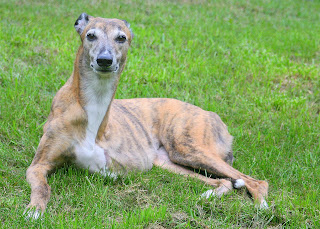 Girly Girl greyhound in back yard