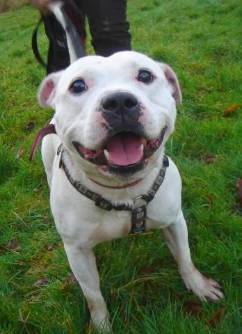 satilik king size american strafford bull terrier