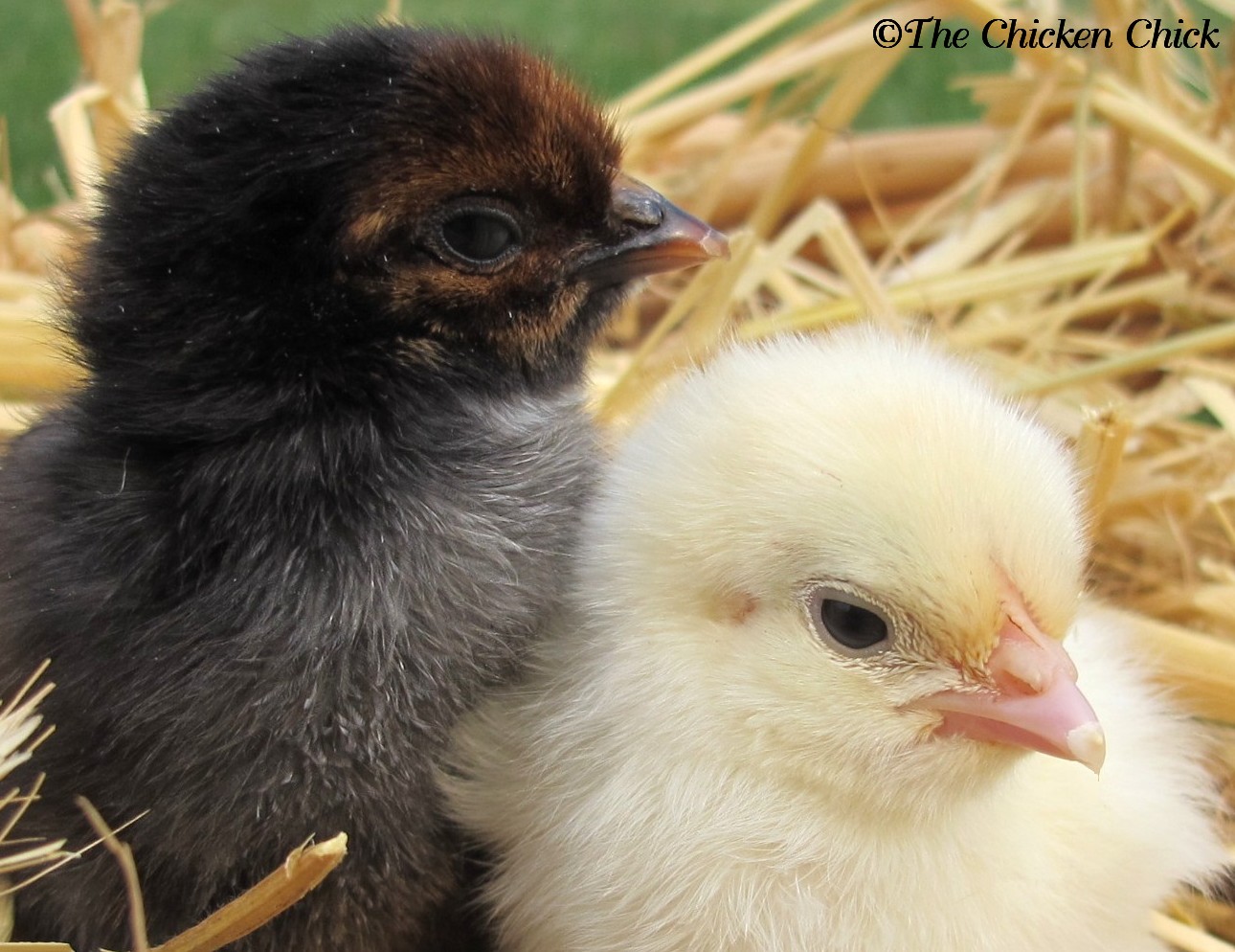 Baby Chick Basics. What you need to know to get started. The Chicken