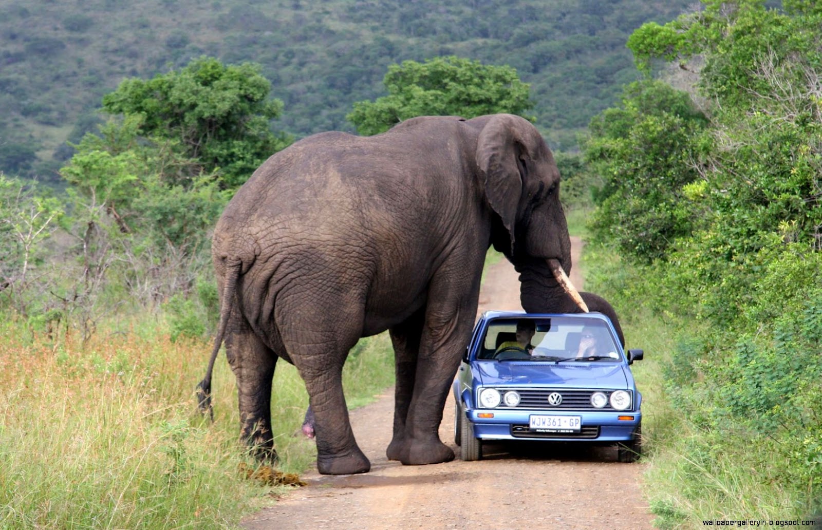 Elephant Attack Elephant Attack