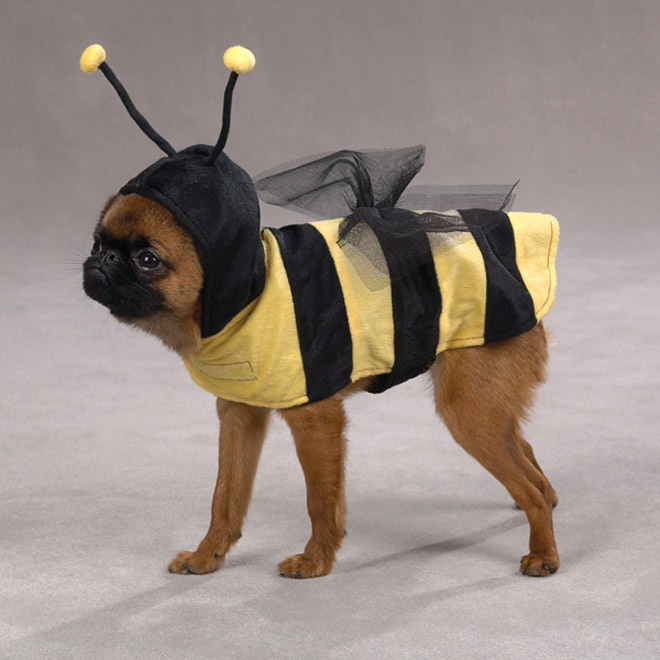 صور كلاب مضحكة Most-funny-dog-costumes+(26)