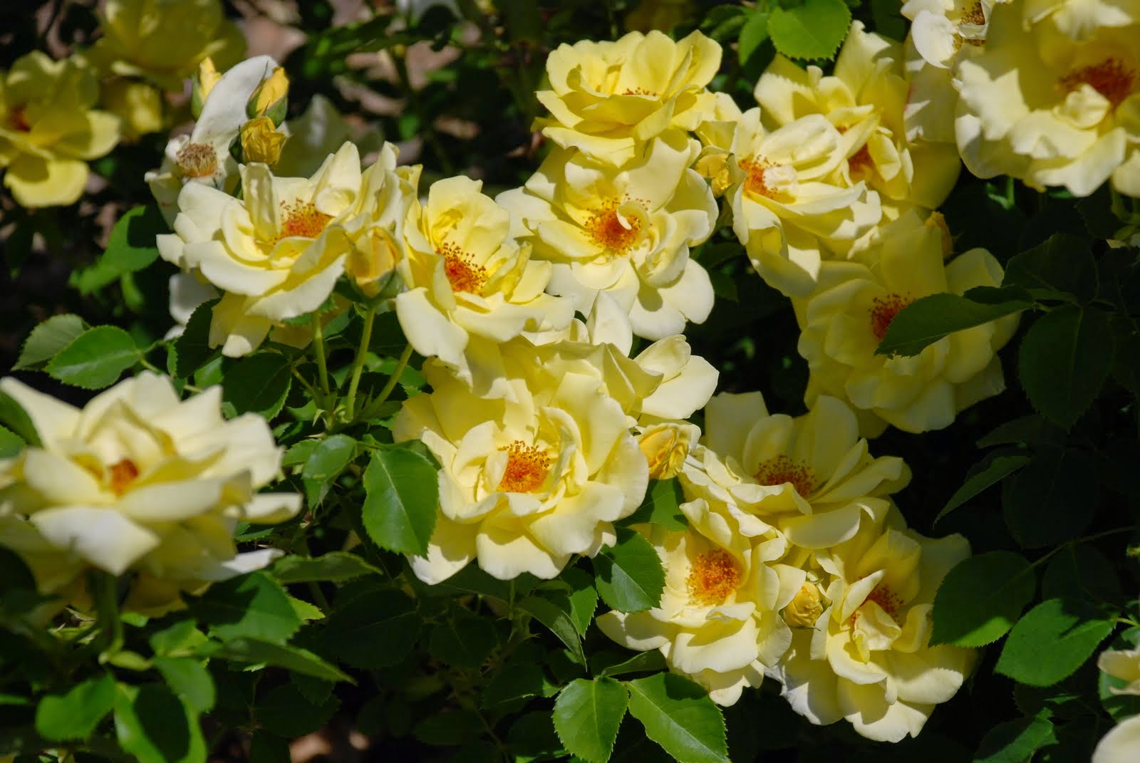 HOW TO PRUNE SHRUB ROSES The Garden of Eaden