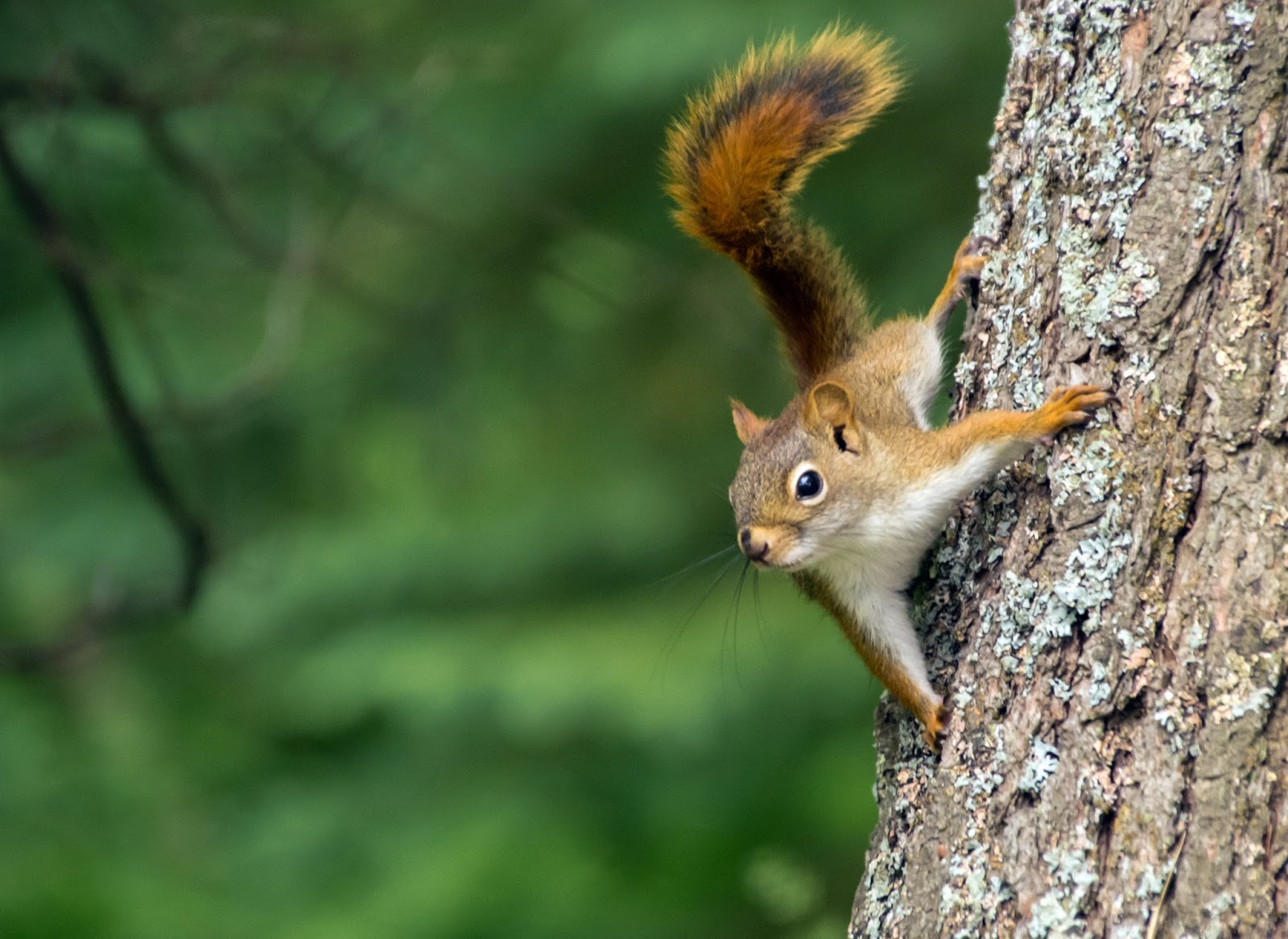 The Whodunit Photographer Red squirrel