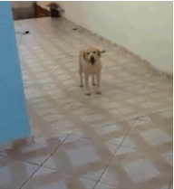 Funny animal gifs - part 106 (10 gifs), dog walks backwards