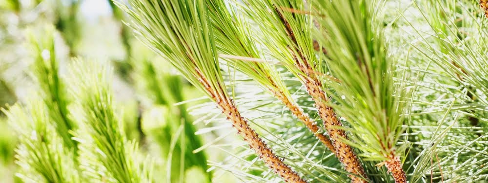 Pinus pinea - Sensibilização e Conservação da Natureza