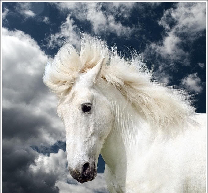 Michaels Beautiful White Horses