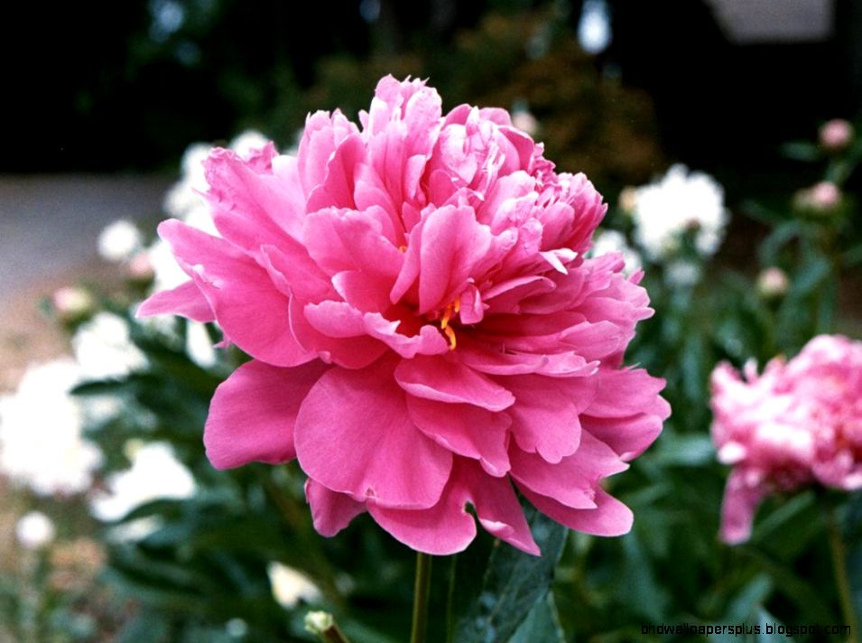 Pink Peony Flower Photos Flower Meanings Pictures and Photos Pink Peony Flower Photos Flower Meanings Pictures and Photos