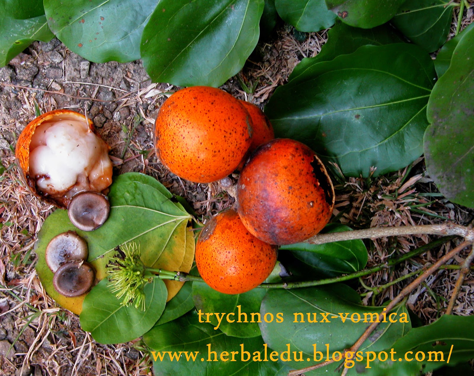 Strychnos nuxvomica Godakaduruගා‍ෙඩකදුරැ Herbal Plants of Asia