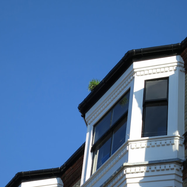 Small but sturdy clump of grass grows on top of building.