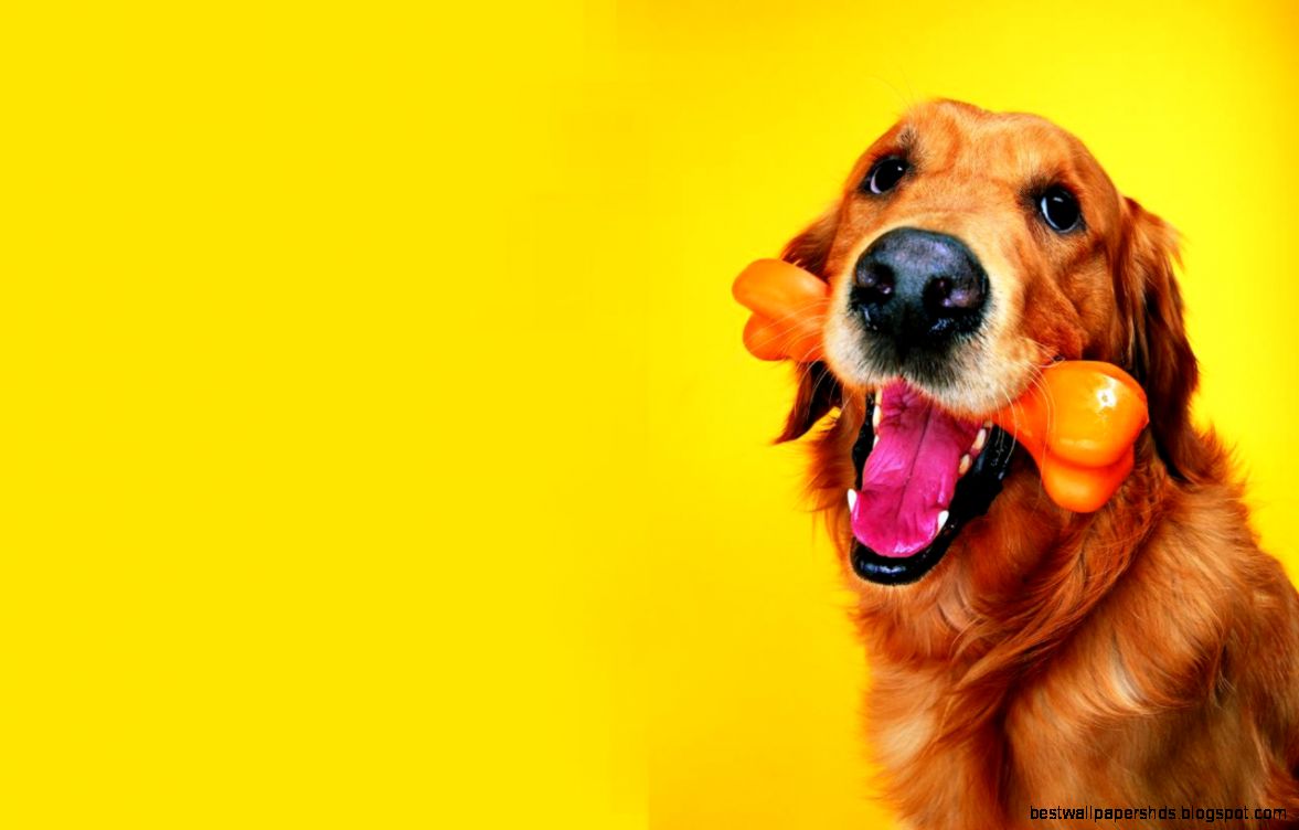 Funny Dog Wallpaper for Computer   WallpaperSafari