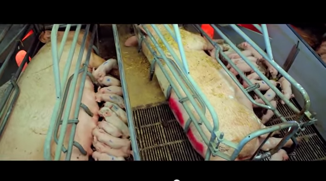 Poruszający film o chowie przemysłowym zwierząt: ludzie to potwory!