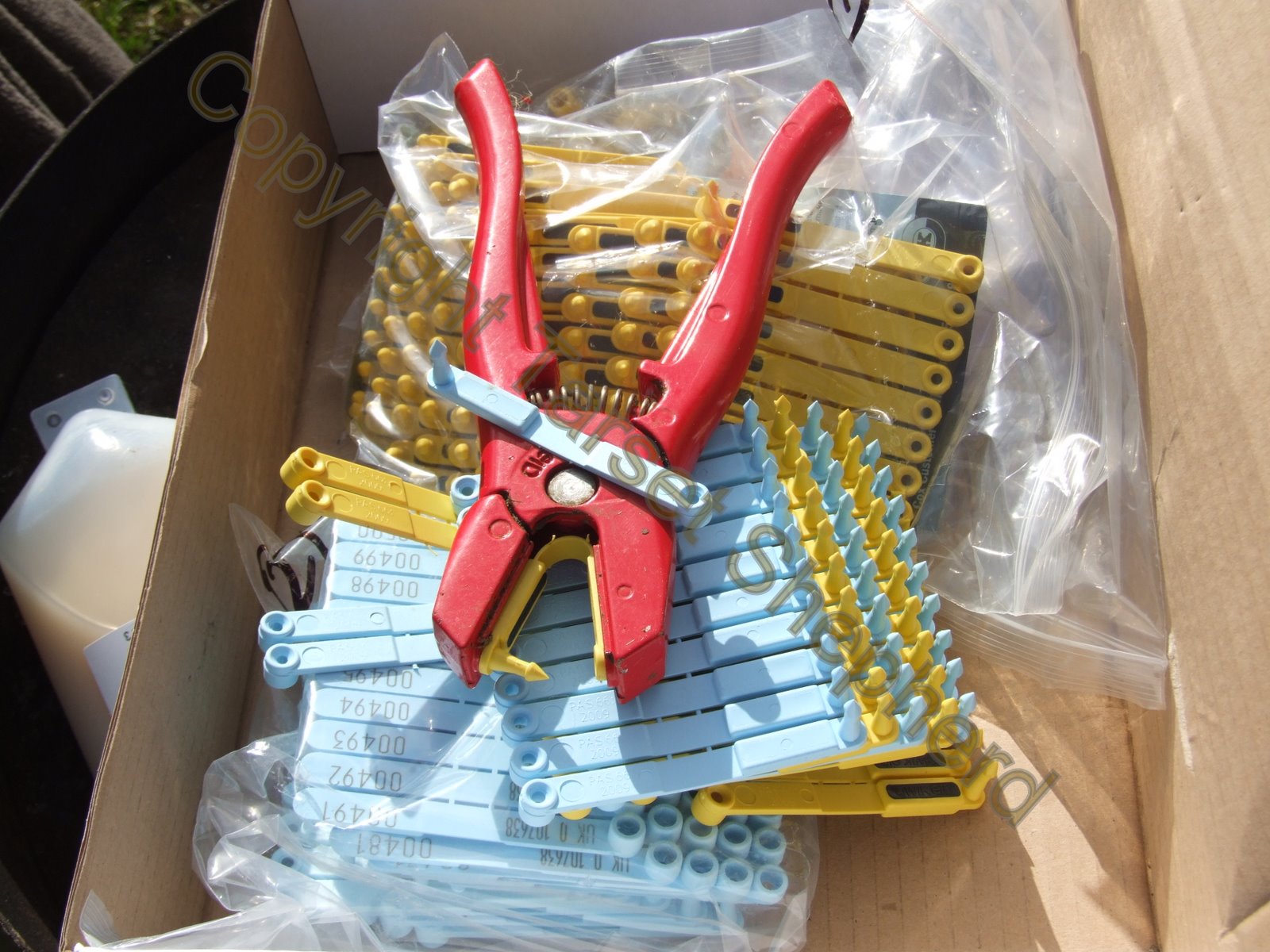 Shepherd's blog tagging sheep. EID