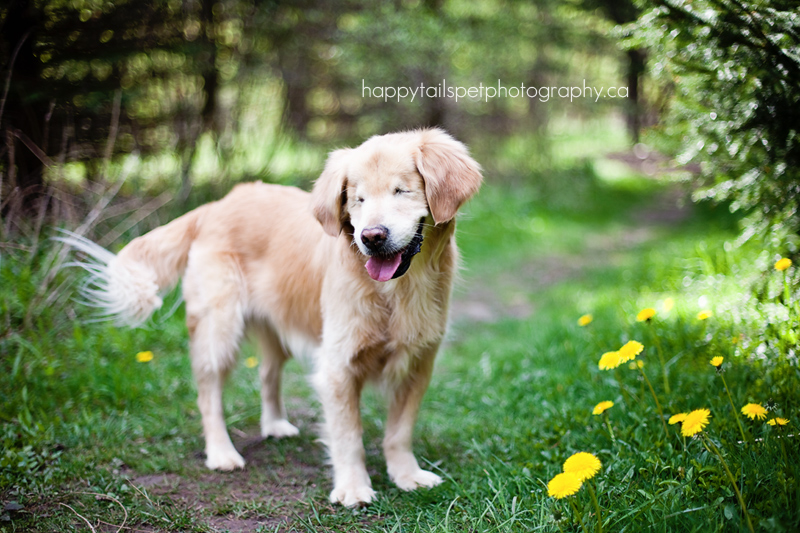 blind golden retriever blind golden retriever smiley burlington pet photographer blind golden retriever blind golden retriever smiley burlington pet photographer