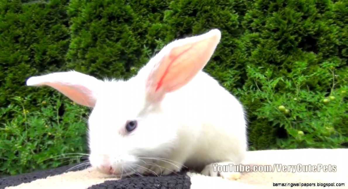 White Baby Bunny with Blue Eyes Very Cute Baby Bunny Pet YouTube White Baby Bunny with Blue Eyes Very Cute Baby Bunny Pet YouTube