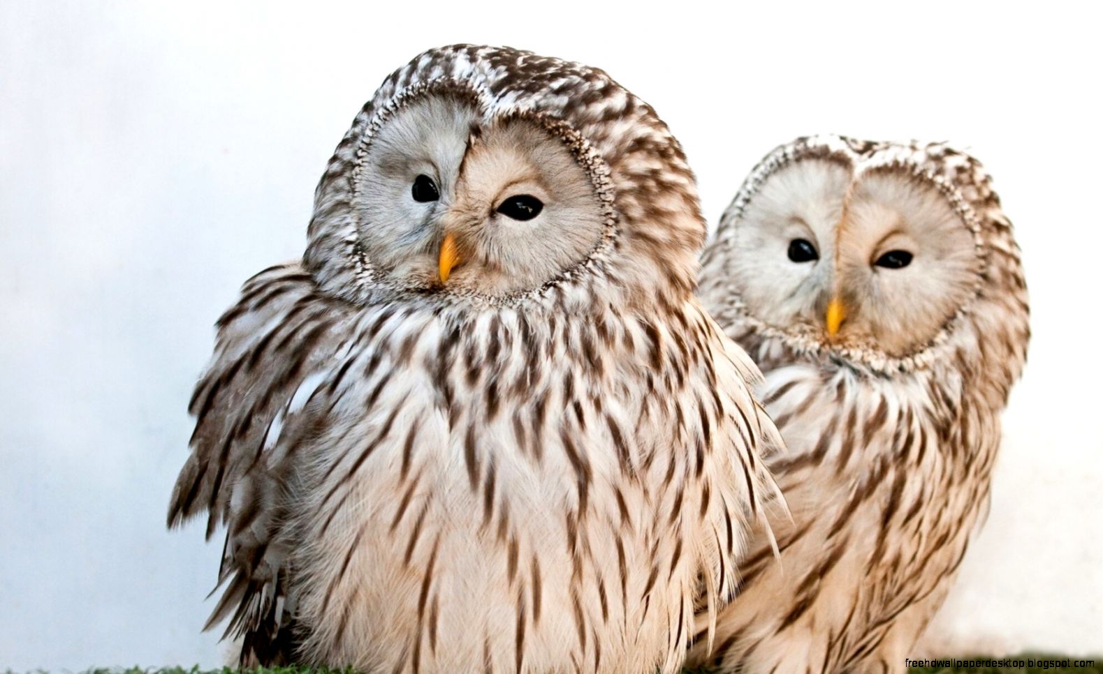 Ural Owls id 113836 Ural Owls id 113836