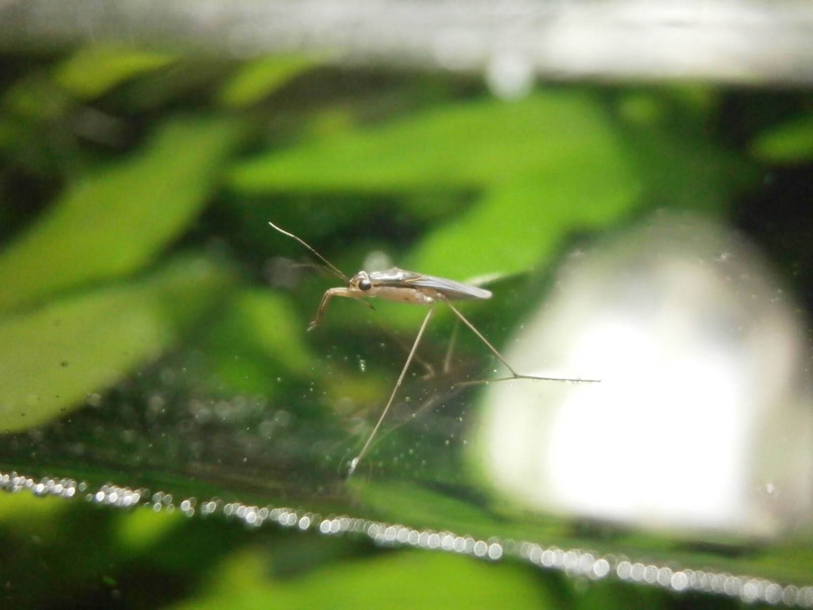 It's All About Aquascaping! Bugs in planted aquarium