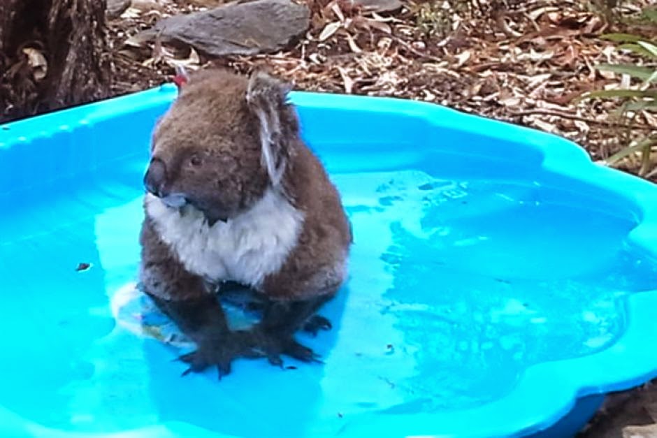 Cute Koala Kisses Do Koalas Drink Water?